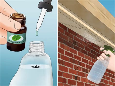 3 Ways to Get Rid of Paper Wasp Nests - wikiHow