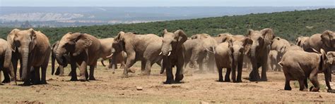 Addo Elephant National Park Activities