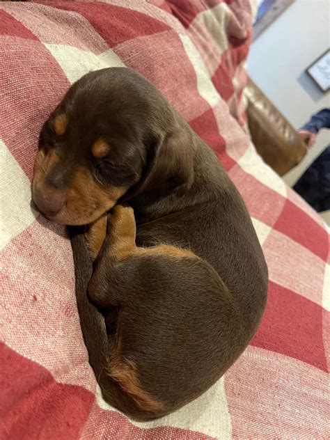 Mini Dachshunds | America's Pet Registry