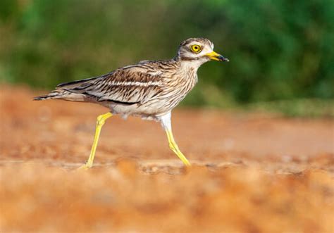 stone curlew images browse  stock  vectors  video