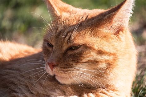 Cat Domestic Animal - Free photo on Pixabay - Pixabay