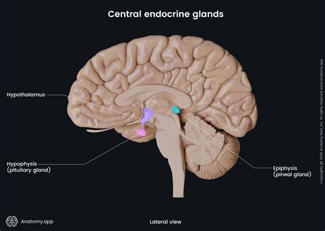 Endocrine Labeling 8