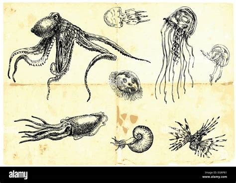 Hand-drawn collection. Marine life - SEA MONSTERS Stock Vector Image