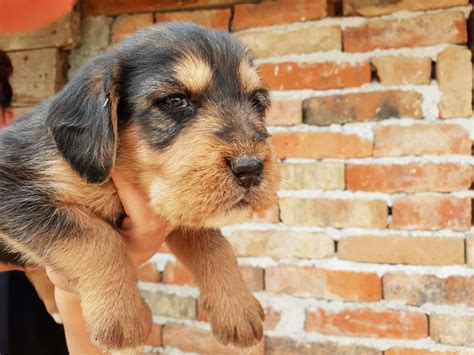 Dogs for sale - Български барак