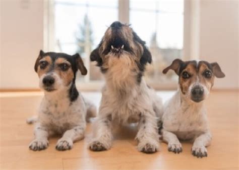 how to stop a dog from whining for attention