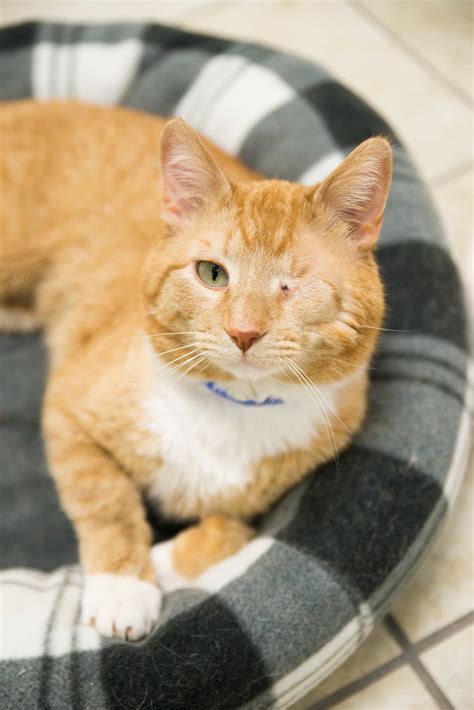 new mexico animal humane