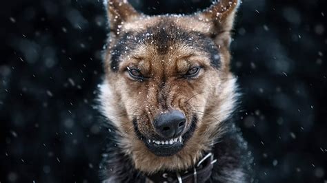 dog german shepherd wallpapers  images
