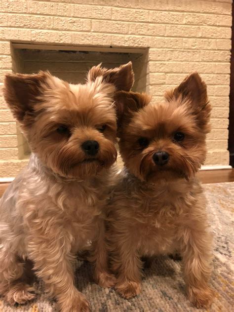 How Do You Know If Your Yorkie Has A Collapsed Trachea