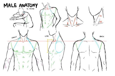 MALE ANATOMY by https://www.deviantart.com/kanapy-art on @DeviantArt Drawing Male Anatomy, Male ...