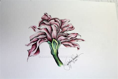 Pink Carnation Drawing at PaintingValley.com | Explore collection of ...