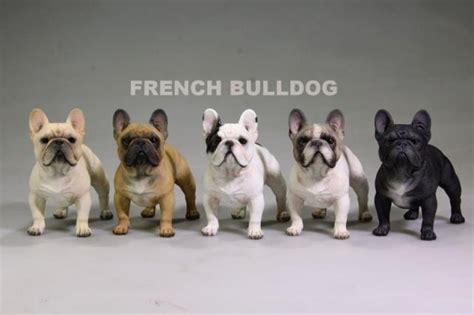 7 Photos Toy French Bulldog Size And Review - Alqu Blog