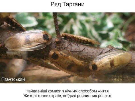 Комахи з неповним перетворенням презентация, доклад