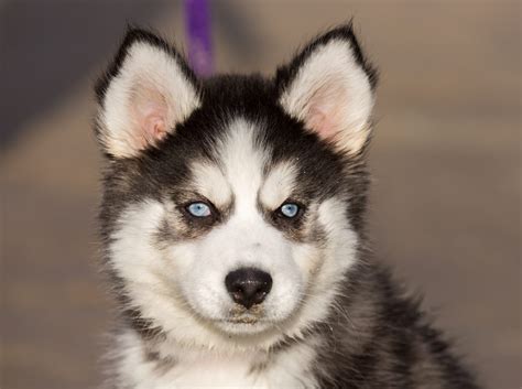 What Are Some Facts About Miniature Siberian Husky Puppies