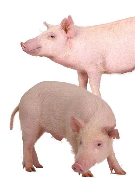 Mini pig breeds – Artofit