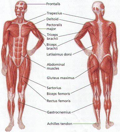 Human anatomy diagram picture ~ Human Anatomy