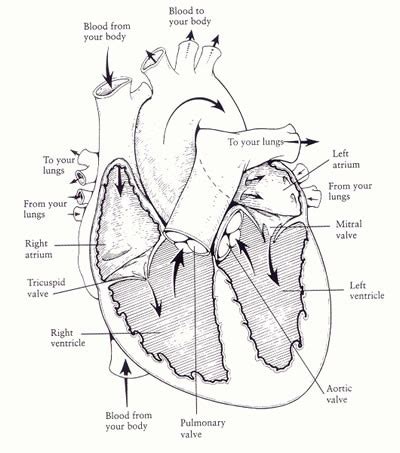 Circulatory System Drawing at PaintingValley.com | Explore collection ...