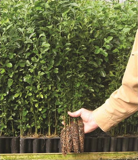 citrus rootstock selection   grow growing produce