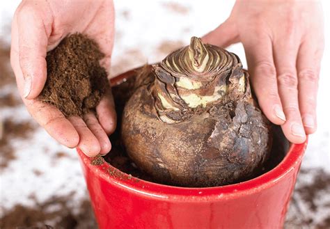 how to care for amaryllis bulbs