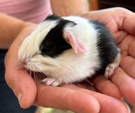 can guinea pig dirty cheap 5