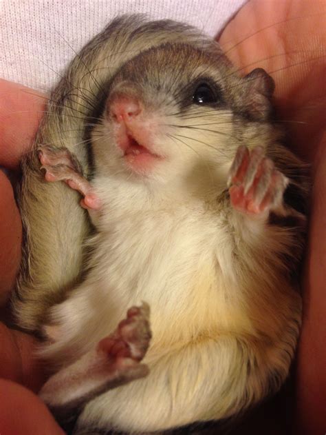 Flying Squirrels are cute They zoom all over the place This guy has ...