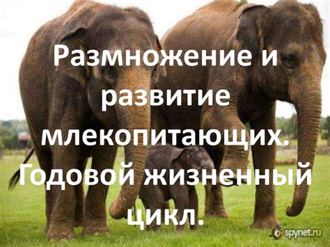 Размножение и развитие млекопитающих. Годовой жизненный цикл ...