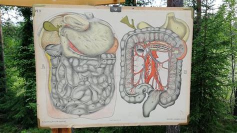 Anatomia opetustaulut