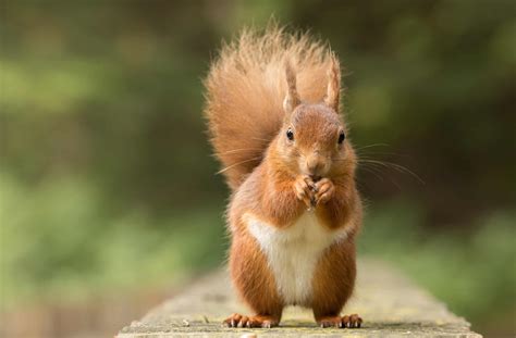 Types of Tree Squirrels - A-Z Animals