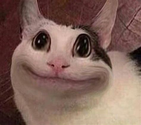 Polite Cat Amino Amino Cute Babies, Cat Emoji, Crazy Funny Pictures ...