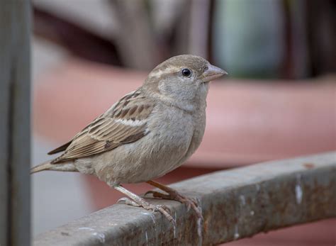 female sparrow
