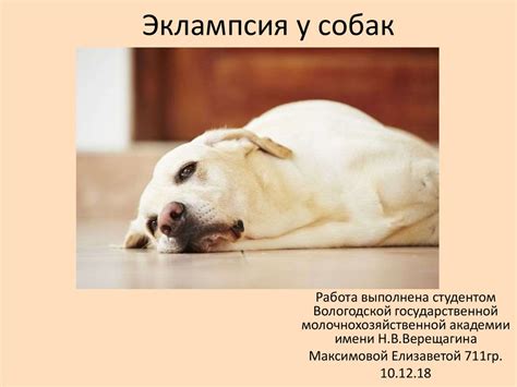 Эклампсия у собак - презентация онлайн