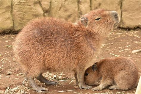 Capybara tail : r/AnimalsMyLove