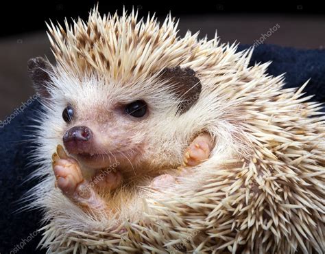 Pygmy hedgehog — Stock Photo © Klanneke #9988947