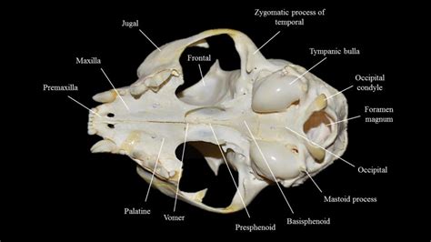 Cat skull | Atlas of Comparative Vertebrate Anatomy