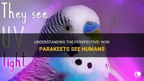 how cats see humans 2