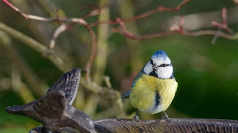 yellow blue Eurasian blue tit short beak bird is standing on stone in