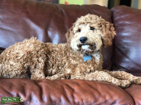 Moyen Poodle Stud Service $1,200 - Stud Dog in Poplar, Wisconsin near Duluth, Mn and 2 1/2 hours