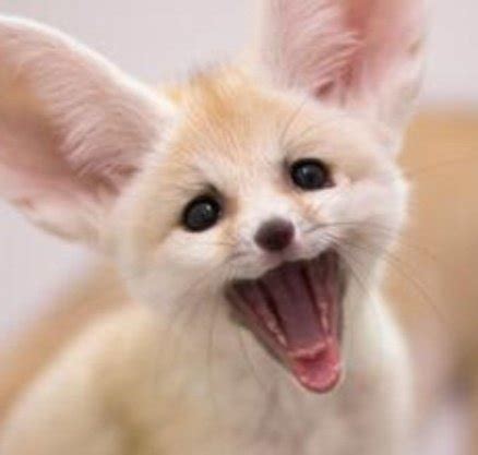 Daily David Tennant as a Fennec Fox on Twitter: "Day #500 of David ...