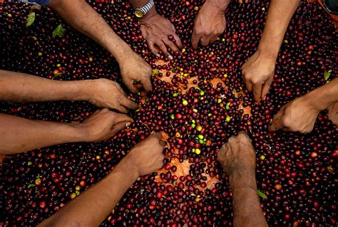 Free picture: agricultural, programs, projects, assist, coffee, farmers