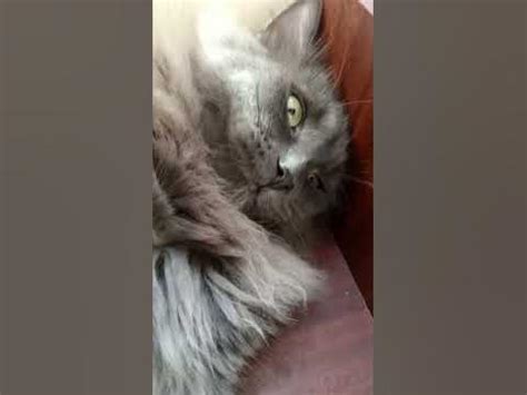 Котик серенький забавляет . - YouTube