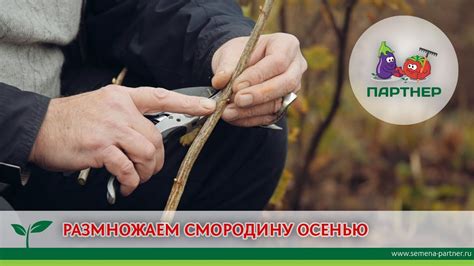 РАЗМНОЖАЕМ СМОРОДИНУ ОСЕНЬЮ - YouTube