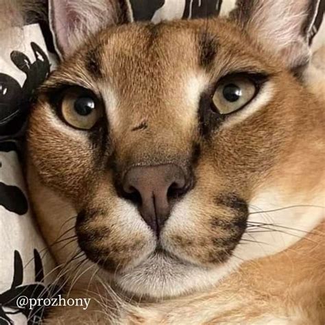 Insane Asylum, Caracal, Gregory, Funny Animals, Paypal, Official, Tv ...