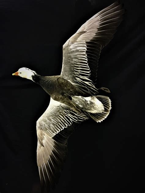 Blue Goose | AfricaHunting.com