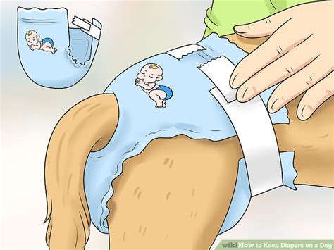 how to keep dog diapers on