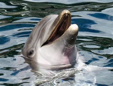Dolphin Free Stock Photo - Public Domain Pictures