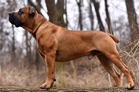 Boerboel - PupVine