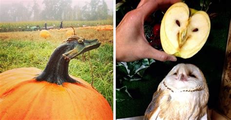 Pareidolia: 23+ Faces Hidden In Everyday Objects | Bored Panda