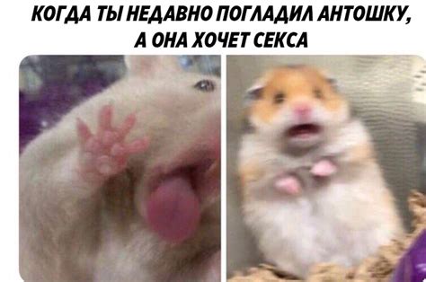 Мемы про хомяков (испуганного, следящего): 20 фото