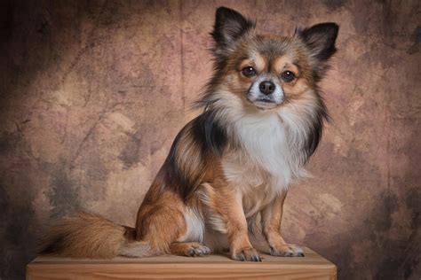 900+ Free Chihuahua & Dog Images - Pixabay