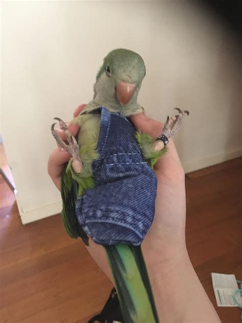 overview for fat-pussies-only