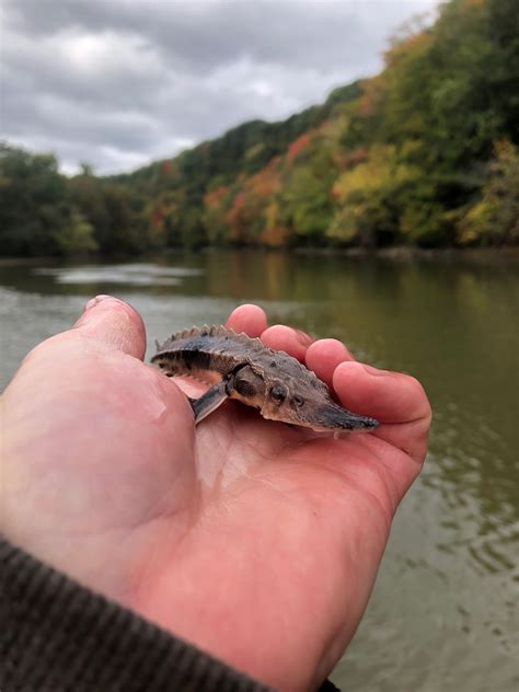Baby lake sturgeon at the Genessee River, New York | FWS.gov